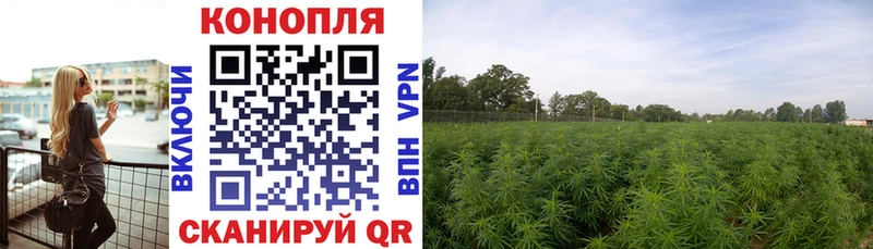 Каннабис конопля Цивильск